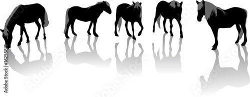 chevaux silhouettes photo