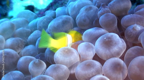 Clown fish
