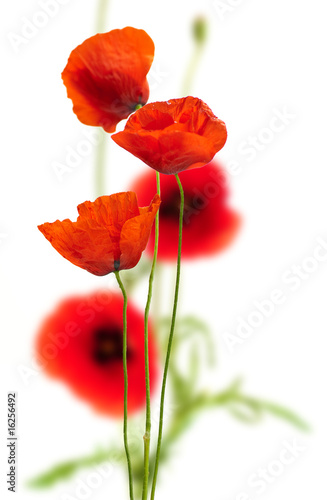 poppies on white - red poppy  floral design