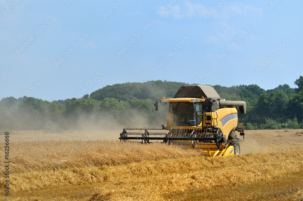 Fototapeta premium combine harvesting