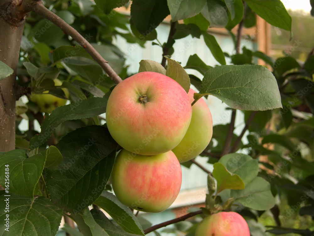 Apples on a tree