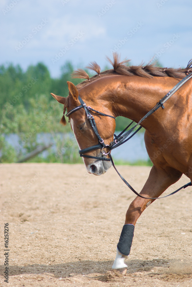 Obraz premium racehorse outdoor.