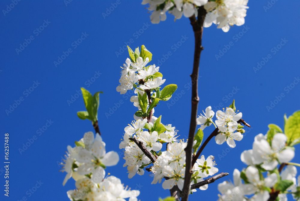 Zwetschgenbaum in voller Blüte