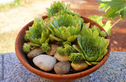 Houseleek in a clay pot photo