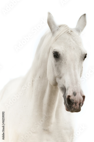 White horse portrait isolated on white