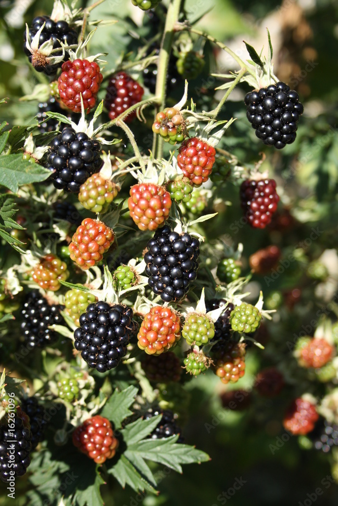 Blackberries Blackberries