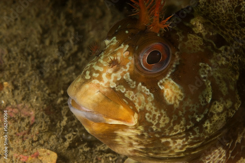 Tompot blenny  close up photo