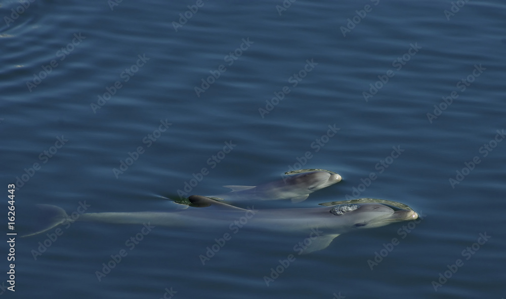 Fototapeta premium Bottlenose Dolphin