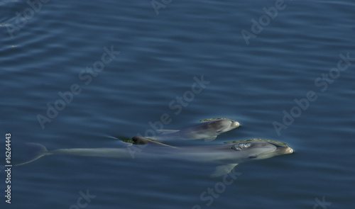 Bottlenose Dolphin © Timothy Lubcke