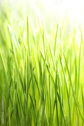 Bright green grass