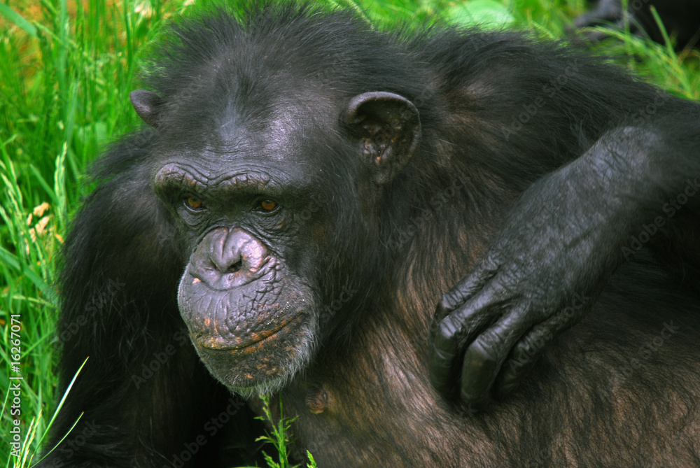 Common Chimpanzee Common Chimpanzee