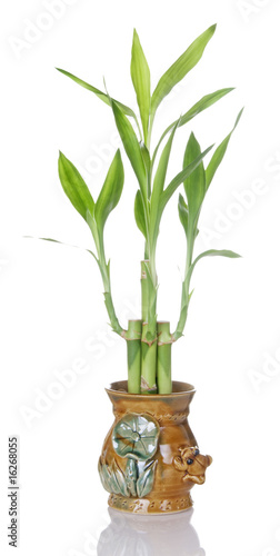 Lucky Bamboo Plant In Ceramic Pot