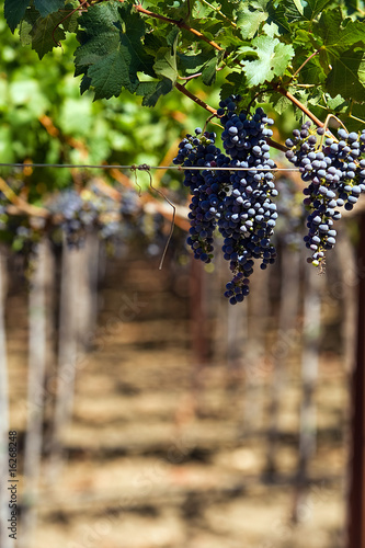Принти на полотні Wine grapes on the vine