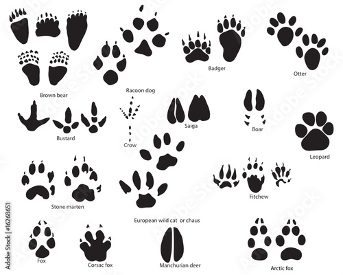 animal traces
