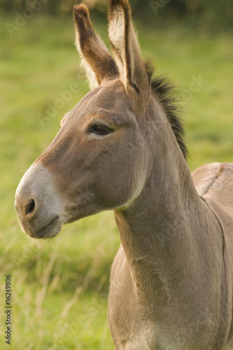 Ane du cotentin en pâture