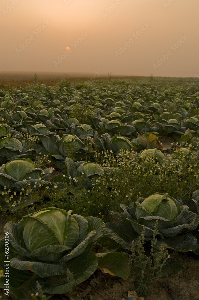 Fototapeta premium Champ de choux dans la brume - Vallée de l'Authie.