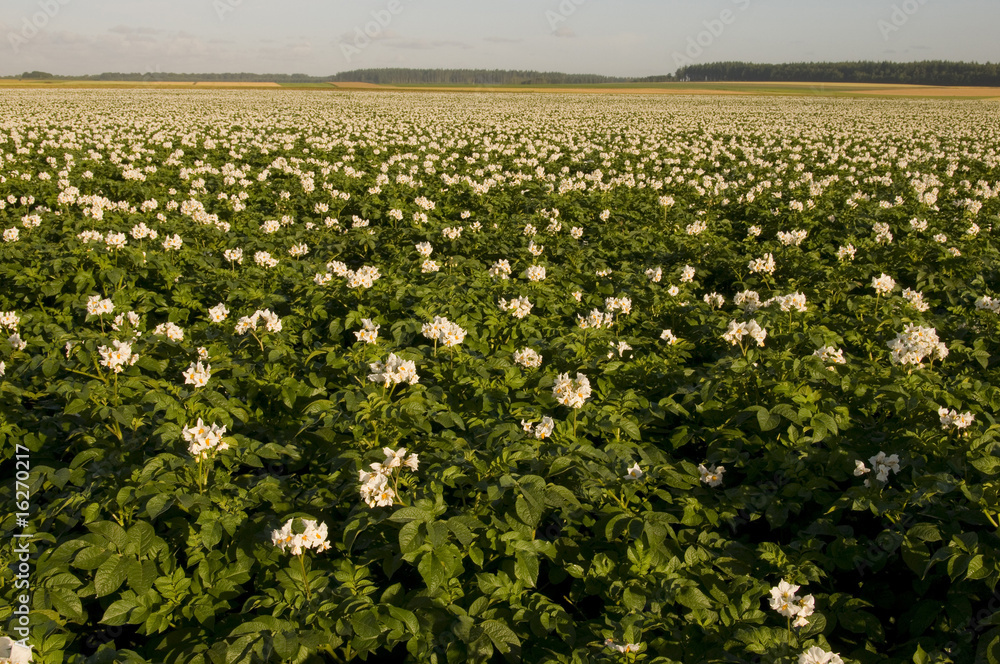Fototapeta premium Champ de pommes de terre en fleurs