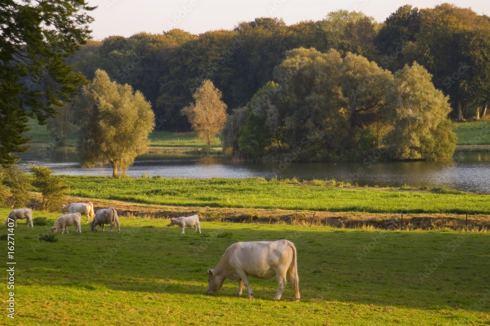 Fototapeta premium Vache Charolaise