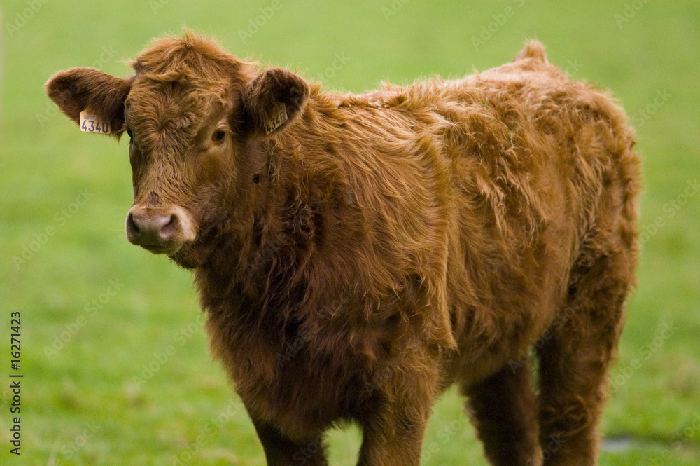 Fototapeta premium Veau