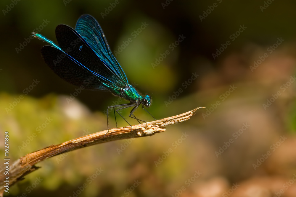 Metallic Blue Damselfly, Calopterigidae - Calopteryx sp. Metallic Blue Damselfly, Calopterigidae - Calopteryx sp.