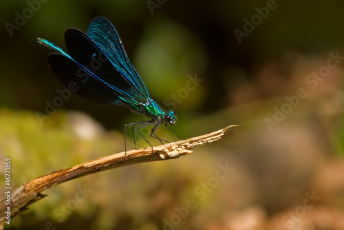 Metallic Blue Damselfly, Calopterigidae - Calopteryx sp. © Armando Frazão