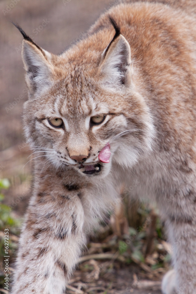 Sibirian Luchs Sibirian Luchs