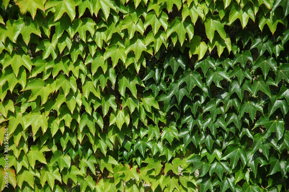 Obraz premium Wine Leaves on a wall
