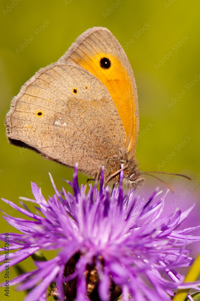 Obraz premium Papillon Myrtil (Maniola jurtina)