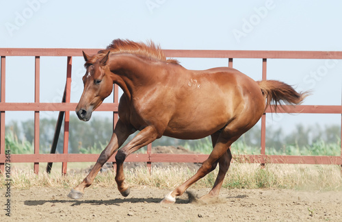 chestnut trakehner horse