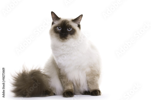 Cat sitting, Ragdoll