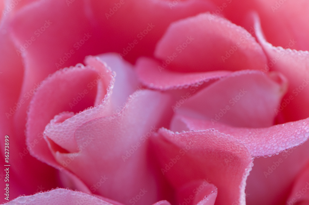Rose Rose