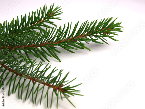 Spruce branch on white background