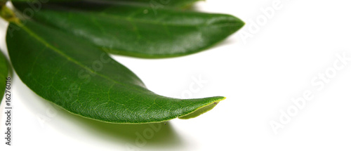 Rhododendron leaves on white background
