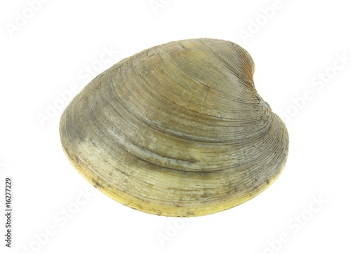 Fototapet Quahog clam