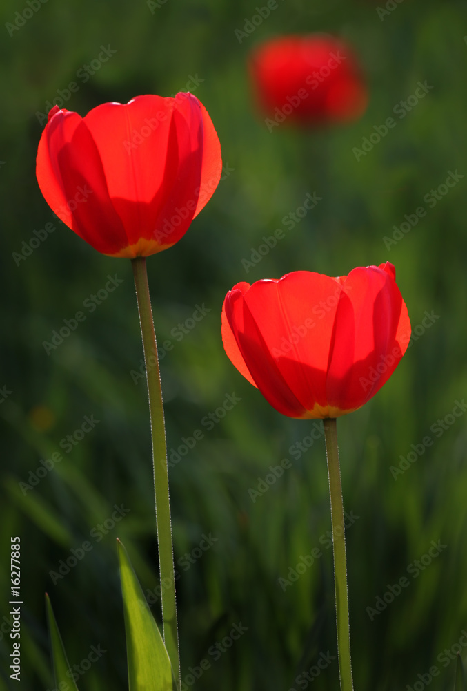Obraz premium Red tulips