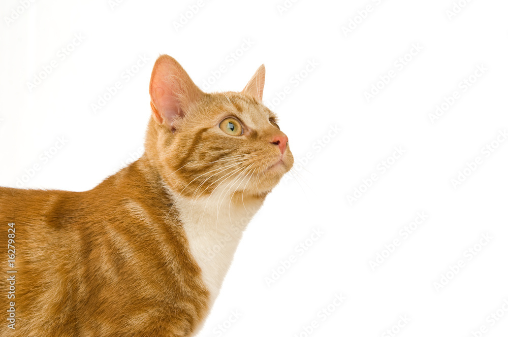 Ginger cat isolated on a white background Ginger cat isolated on a white background