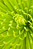 Chartreuse chrysanthemum