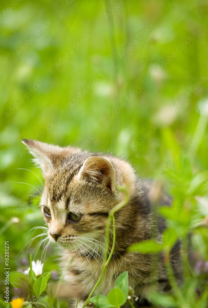 Obraz premium little kitten - hunting