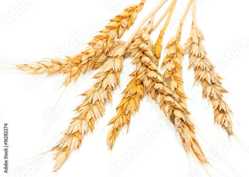 Yellow spikelets wheat on white background
