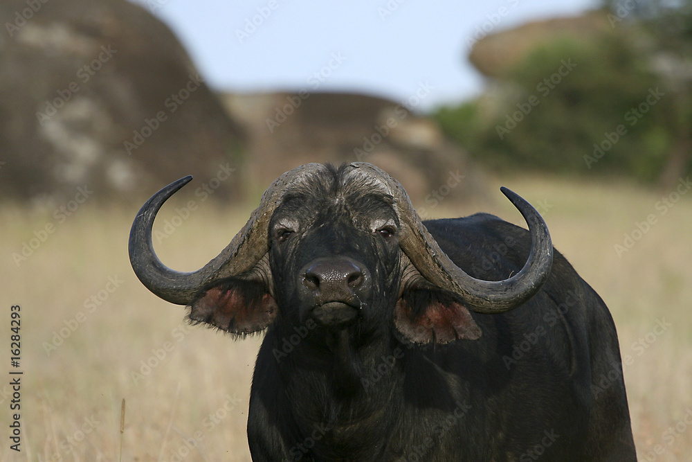Buffalo (Syncerus caffer caffer)
