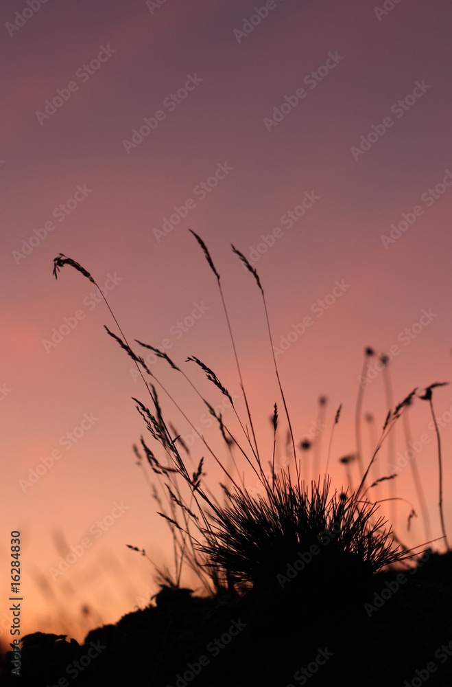 Obraz premium Gräser im Sonnenuntergang