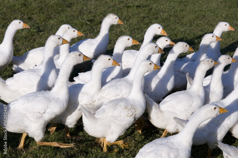 Obraz premium Flock of white geese