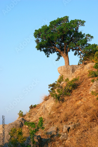 Single tree standing on the hill