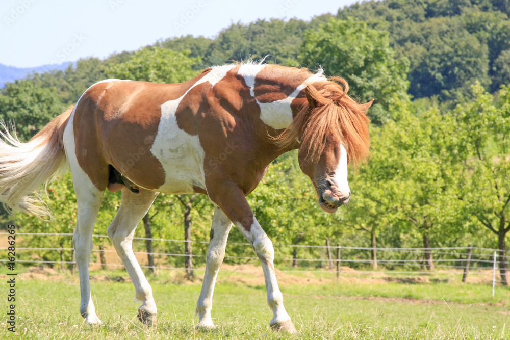 Geschecktes Pferd auf der Weide Geschecktes Pferd auf der Weide