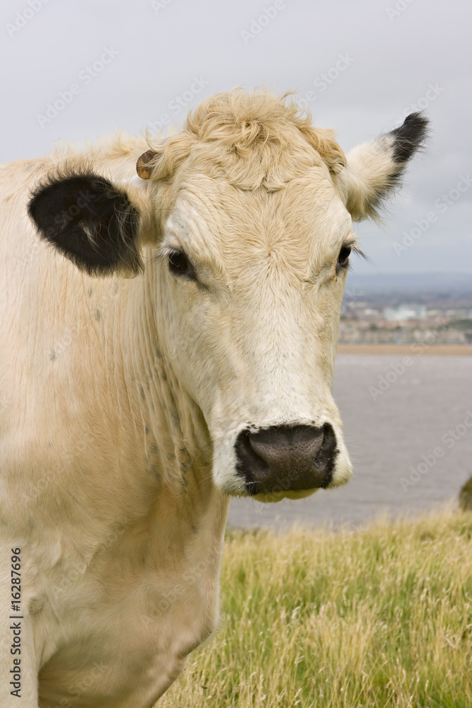 Close up portrait of a domestic British White cow