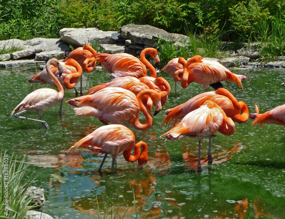 Flock of flamingos Flock of flamingos