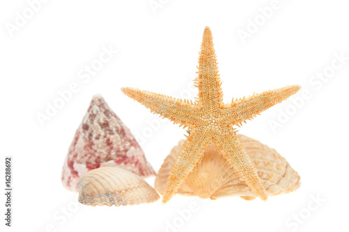 sea shells and starfish isolated on white