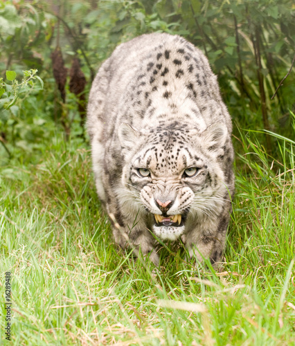 Snarling Snow Leopard