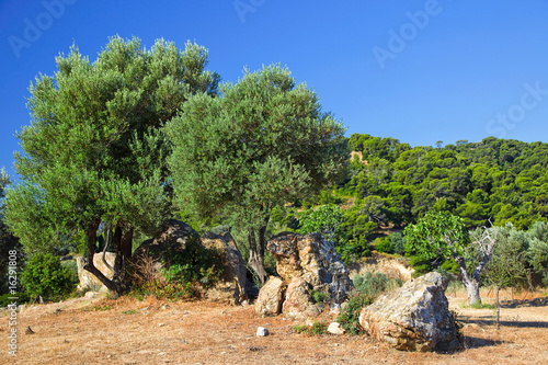 Olive trees growing in ruins of Sanctuary of Poseidon