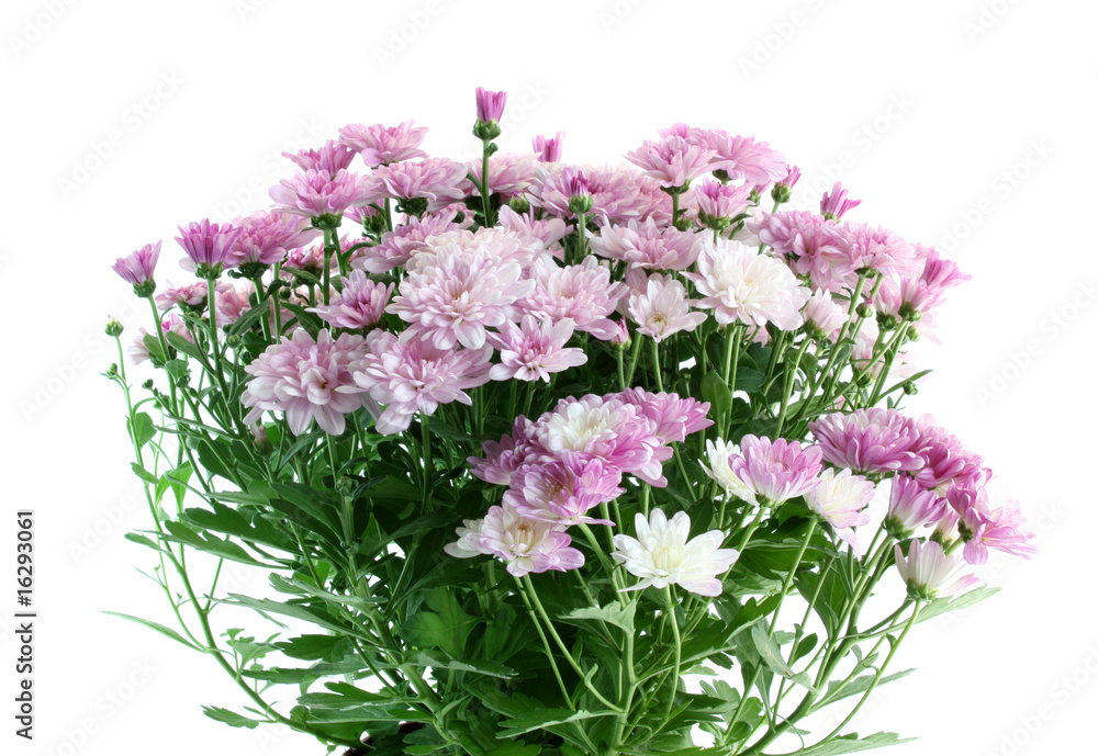Chrysanthemums isolated.